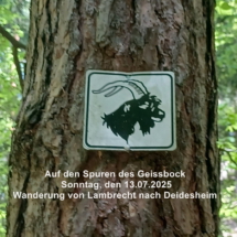 001_2025.07.13 Geissbockwanderung