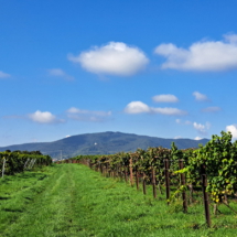 003 2025.10.01 Edesheim-Flemlingen 20251001_112639