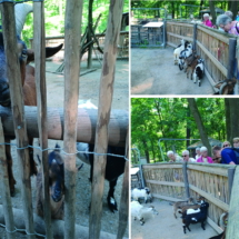 004_2025.06.11 Wildpark Rheingönheim