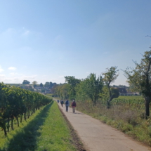 007 2025.10.01 Edesheim-Flemlingen 1759311398016