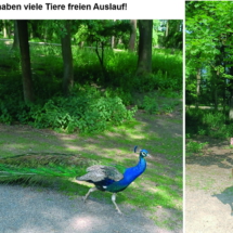 007_2025.06.11 Wildpark Rheingönheim_Steinere Vogelskulpturen