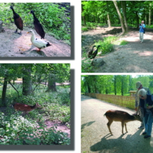 008_2025.06.11 Wildpark Rheingönheim 20250611_103740