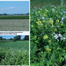011 Wanderung nach Waldsee_20250824