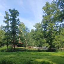 011_2025.06.11 Wildpark Rheingönheim Bison 20250611_113020