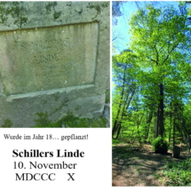 011_2025.07.13_Geissbockwanderung Schillers Linde