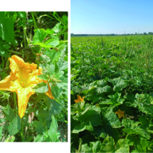 012 Wanderung nach Waldsee_20250824