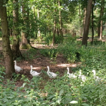 012_20250611 Wildpark Gänse_111301