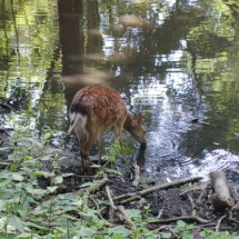 015a_2025.06.11 Wildpark Rheingönheim_ Weiher20250611_111008