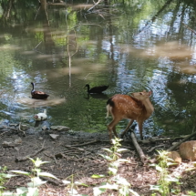 015b_2025.06.11 Wildpark Rheingönheim_ Weiher 20250611_111337